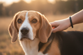 Beagle PAW LOVE BAND