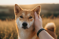 Shiba Inu PAW LOVE BAND